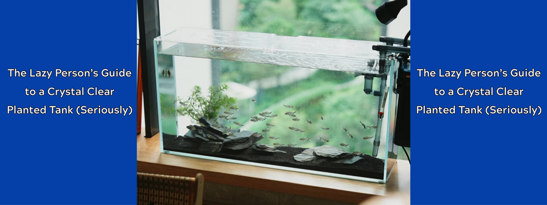 The Lazy Person’s Guide to a Crystal Clear Planted Tank (Seriously)
