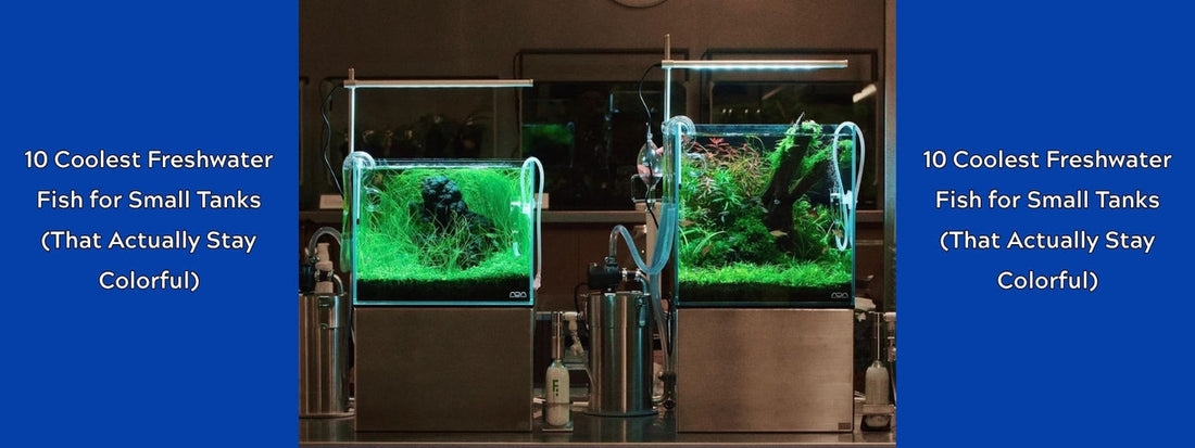 TOP 5 Best Fish Tanks for the Home in 2026: The Ultimate Guide to Aesthetics and Ease