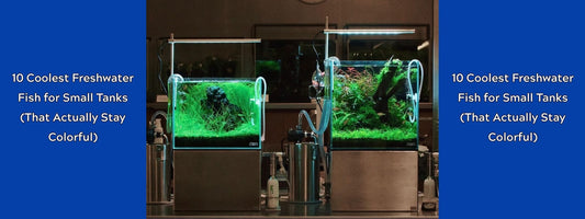 TOP 5 Best Fish Tanks for the Home in 2026: The Ultimate Guide to Aesthetics and Ease