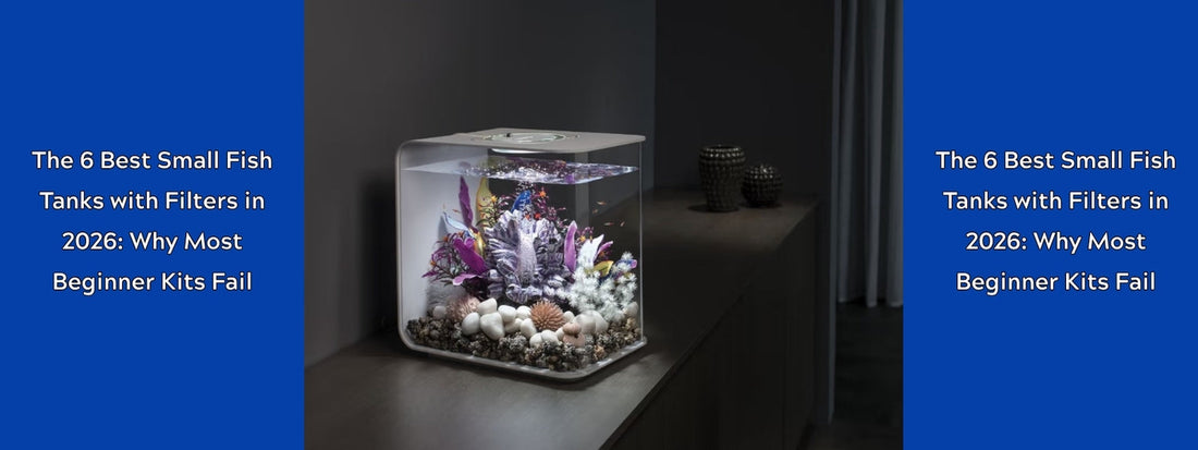 The 6 Best Small Fish Tanks with Filters in 2026: Why Most Beginner Kits Fail