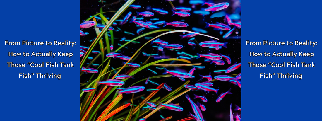 From Picture to Reality: How to Actually Keep Those “Cool Fish Tank Fish” Thriving (Not Just Alive)