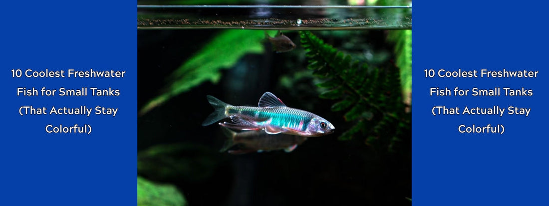 10 Coolest Freshwater Fish for Small Tanks (That Actually Stay Colorful)