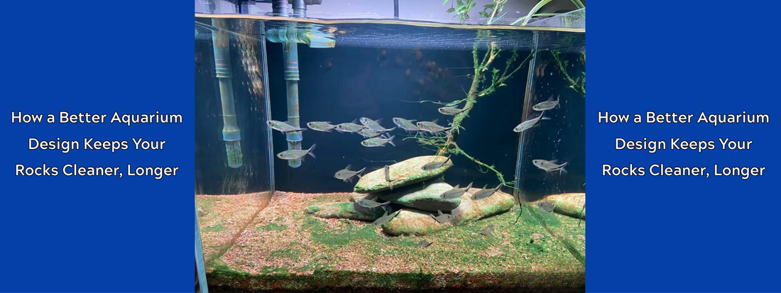 Beyond Scrubbing: How a Better Aquarium Design Keeps Your Rocks Cleaner, Longer