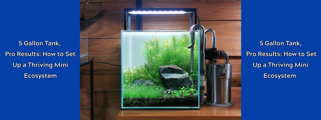 5 Gallon Tank, Pro Results: How to Set Up a Thriving Mini Ecosystem (Not Just a Fish Bowl)