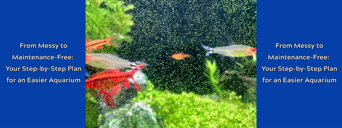 From Messy to Maintenance-Free: Your Step-by-Step Plan for an Easier Aquarium