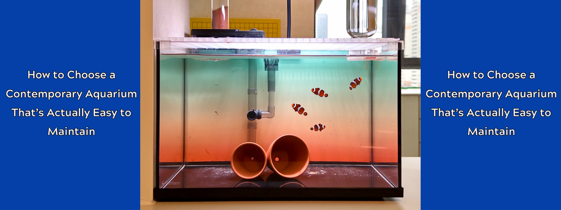 How to Choose a Contemporary Aquarium That’s Actually Easy to Maintain