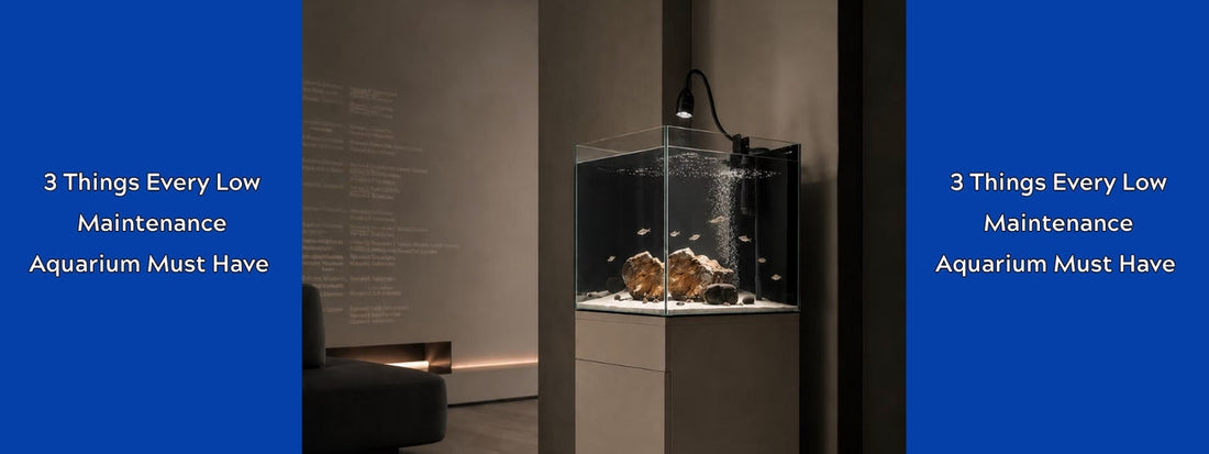 3 Things Every Low Maintenance Aquarium Must Have (Less Work, More Enjoyment)
