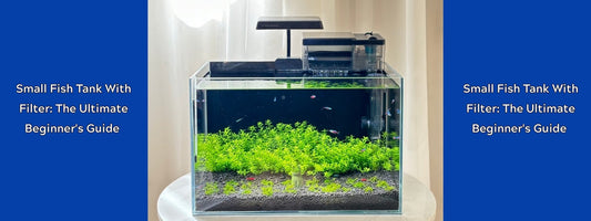 Small Fish Tank With Filter: The Ultimate Beginner's Guide