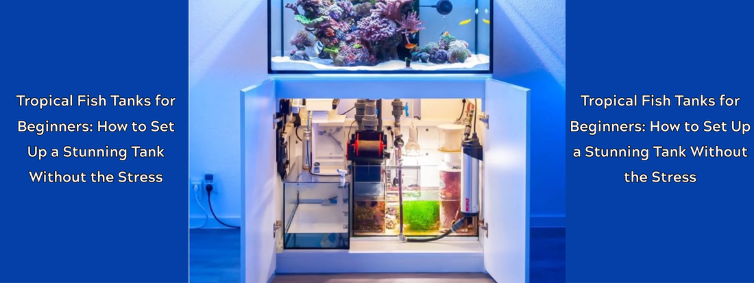 Tropical Fish Tanks for Beginners: How to Set Up a Stunning Tank Without the Stress